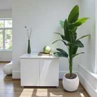 Large banana tree with long green leaves, 190 cm tall