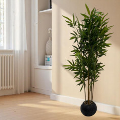 Ornamental trees bamboo tree with thin leaves and light color