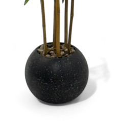 Ornamental trees bamboo tree with thin leaves and light color