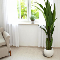 Paradise bird leaf tree with white plastic basin 150 cm long