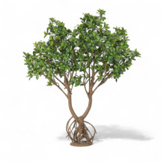 Naturally growing lemon tree with dense green leaves, 200cm tall