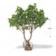 Naturally growing lemon tree with dense green leaves, 200cm tall