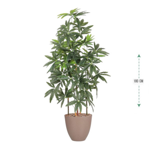 شجرة اراليا مسننه حوض بلاستيك بارتفاع 180سم باللون الرملي شجرة اراليا مسننه حوض بلاستيك بارتفاع 180سم باللون الرملي