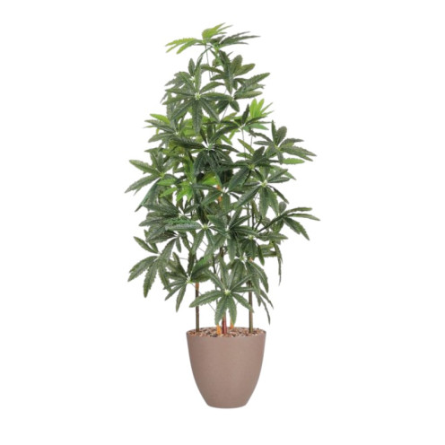 شجرة اراليا مسننه حوض بلاستيك بارتفاع 180سم باللون الرملي شجرة اراليا مسننه حوض بلاستيك بارتفاع 180سم باللون الرملي