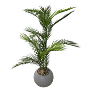 Areca tree in a plastic pot with thin leaves
