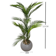 Areca tree in a plastic pot with thin leaves