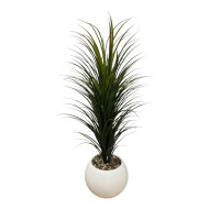 A cactus tree with thin leaves and a white plastic tub