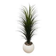 A cactus tree with thin leaves and a white plastic tub