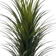 A cactus tree with thin leaves and a white plastic tub
