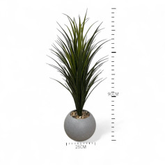 Medium cactus tree with thin leaves and a gray plastic pot