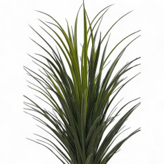 Medium cactus tree with thin leaves and a gray plastic pot