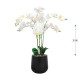 شتلة أوركيد اصطناعية ( ارتفاع 75 سم ) حوض بلاستيك بعدة اللوان