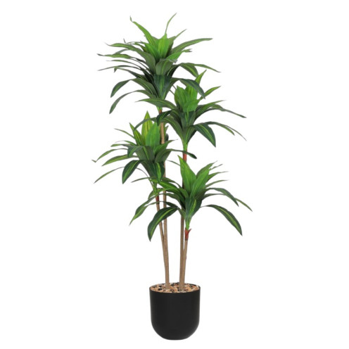 Cornflower Plant in a Plastic Pot, 155 cm Tall