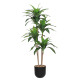 Cornflower Plant in a Plastic Pot, 155 cm Tall