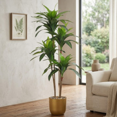 Cornflower Plant in a Plastic Pot, 155 cm Tall