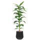 Artificial tropical plant with large leaves and a 210cm tall plastic pot.
