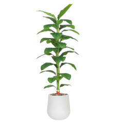 Artificial tropical plant with large leaves and a 210cm tall plastic pot.