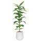 Artificial tropical plant with large leaves and a 210cm tall plastic pot.