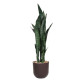 Luxury Cactus Tree (5 Branches) – A Modern Touch of Nature for Your Home and Office, 95cm Tall, Brown